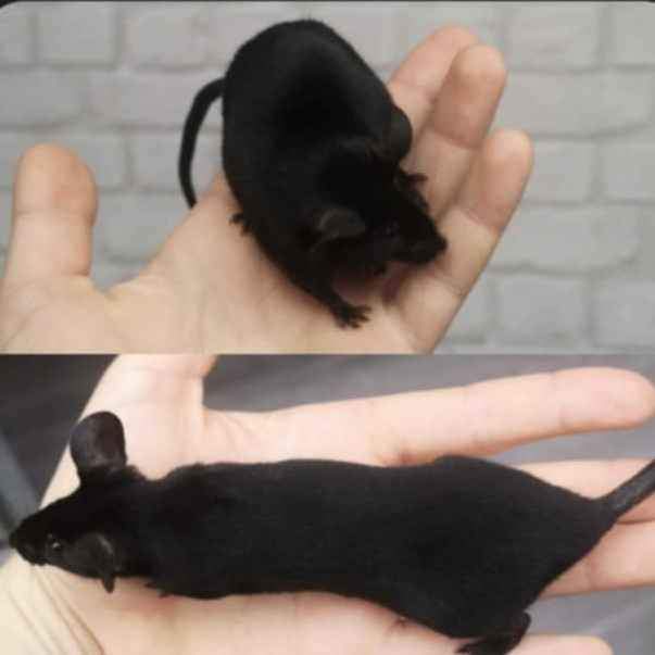Fancy mouse Breeder Mus musculus 
