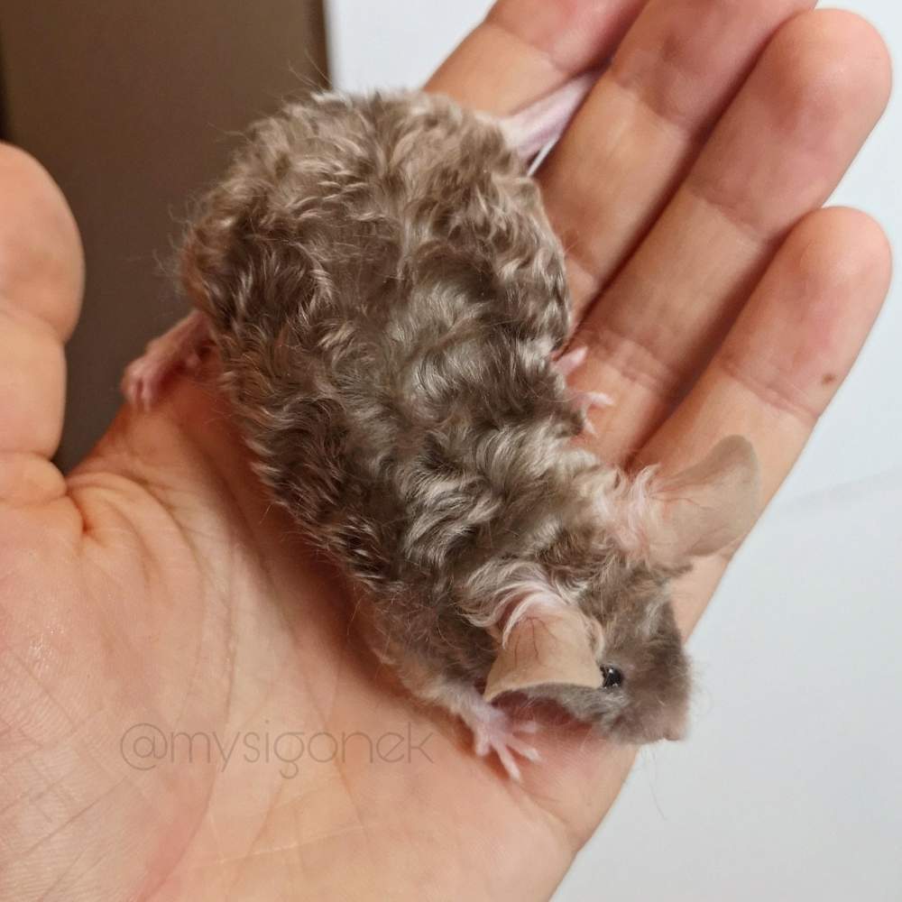 Fancy mouse Rehomed Mus musculus 