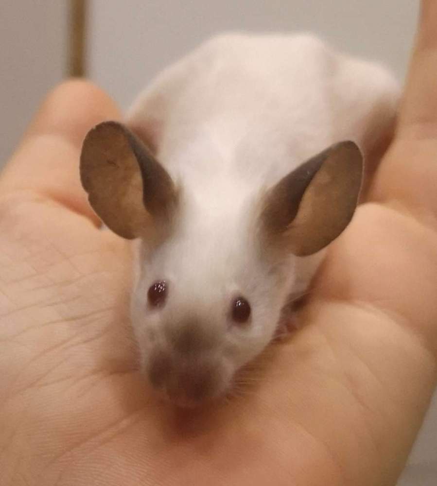 Fancy mouse Pet only Mus musculus 