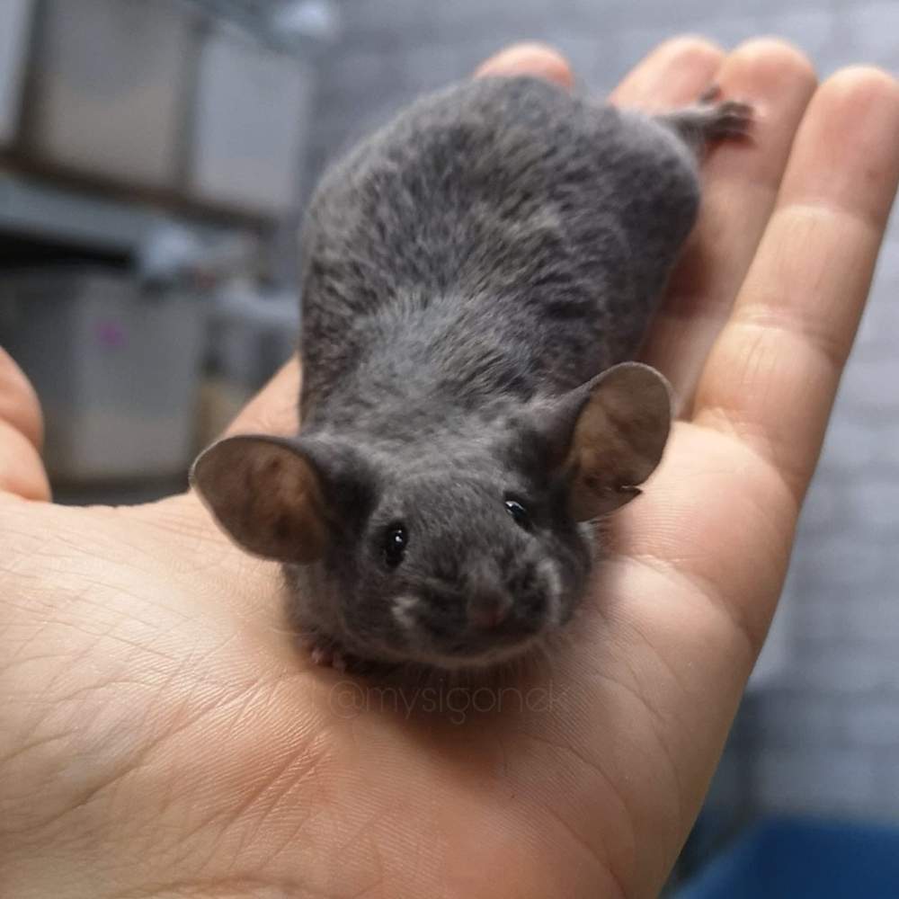 Fancy mouse Deceased Mus musculus 
