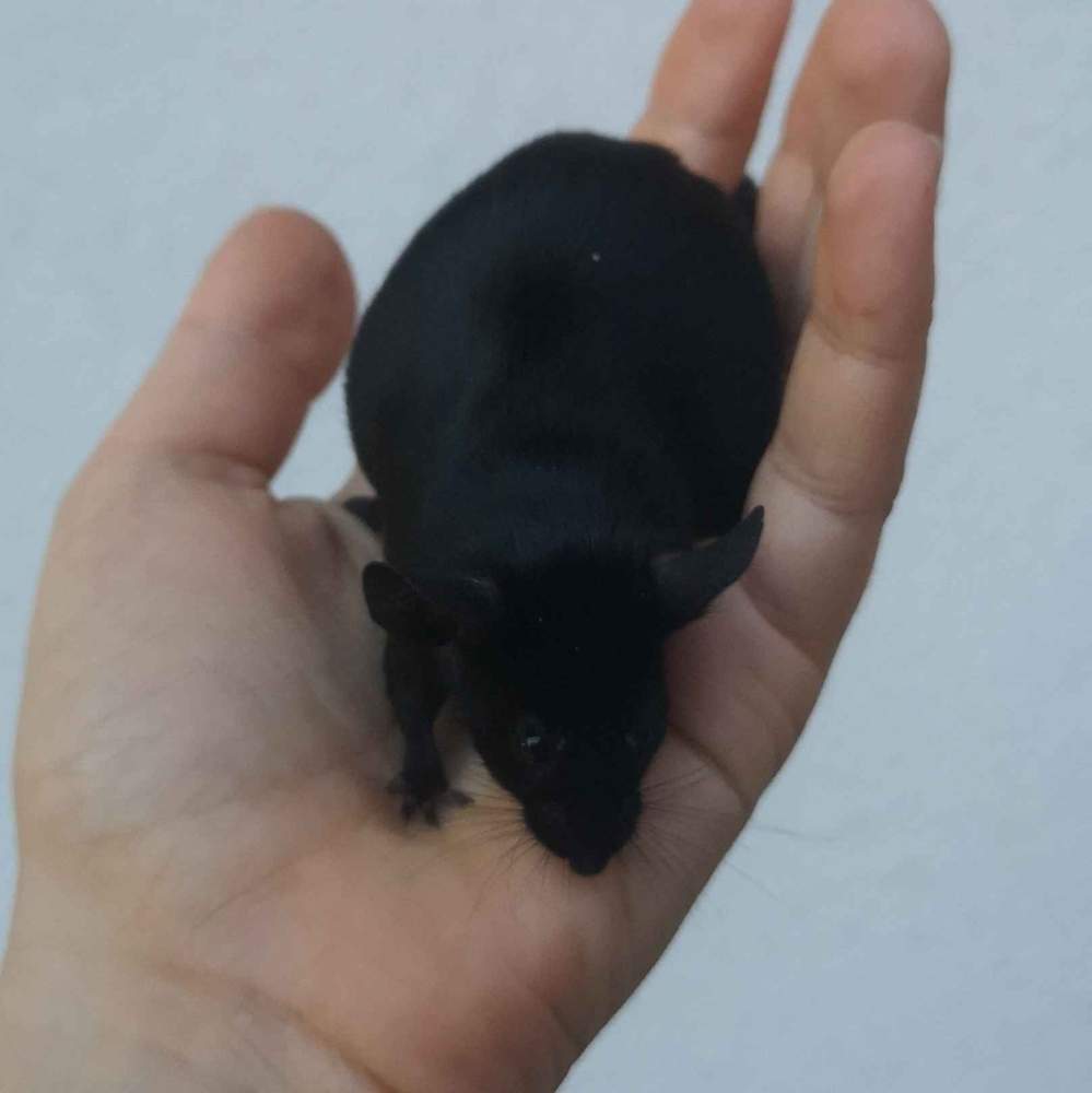Fancy mouse Deceased Mus musculus 