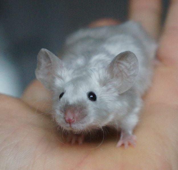 Fancy mouse Pet only Mus musculus 