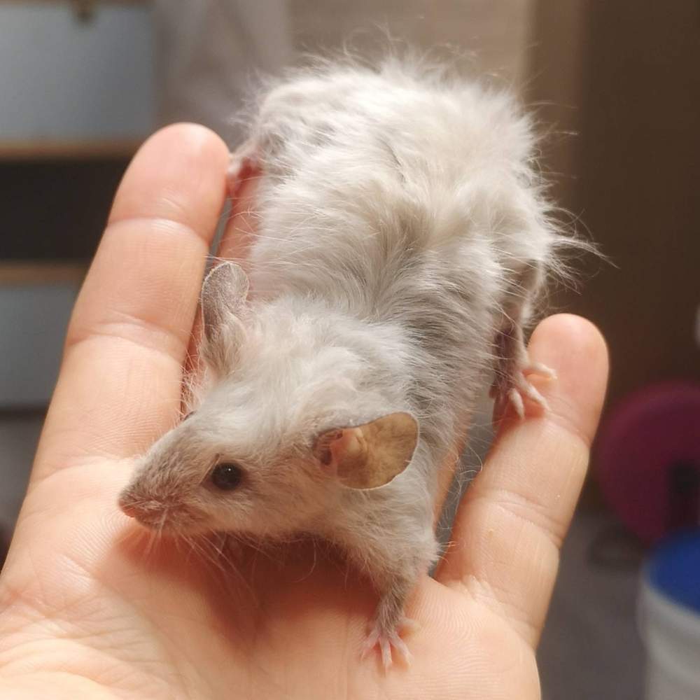Fancy mouse Breeder Mus musculus 