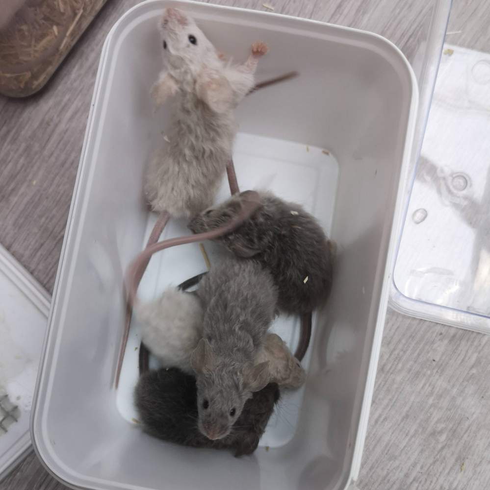 Fancy mouse Breeder Mus musculus 