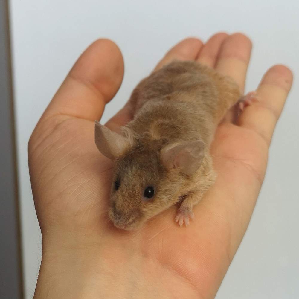 Fancy mouse Rehomed Mus musculus 