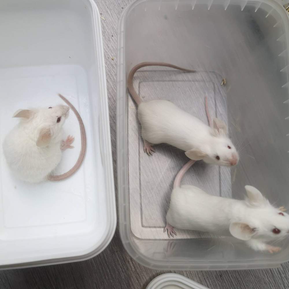 Fancy mouse Breeder Mus musculus 