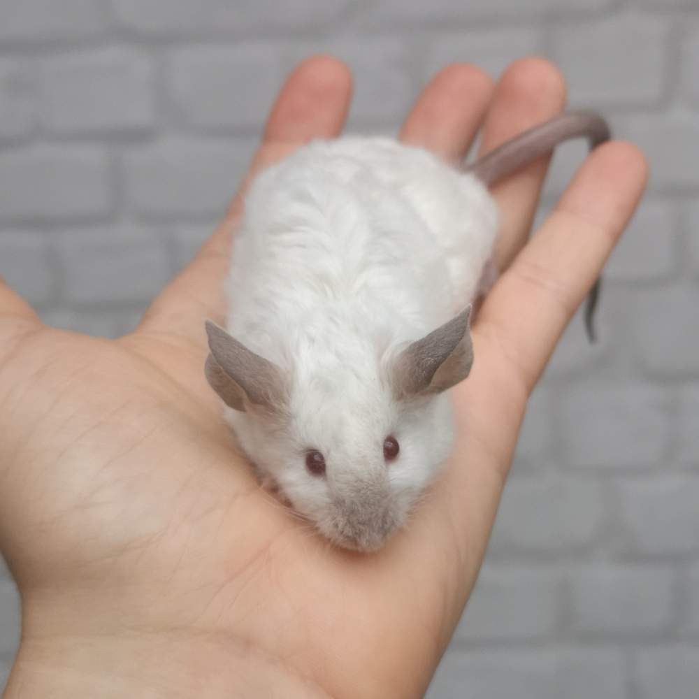 Fancy mouse Breeder Mus musculus 
