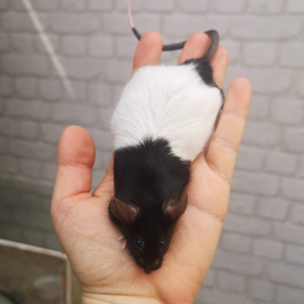 Fancy mouse Breeder Mus musculus 