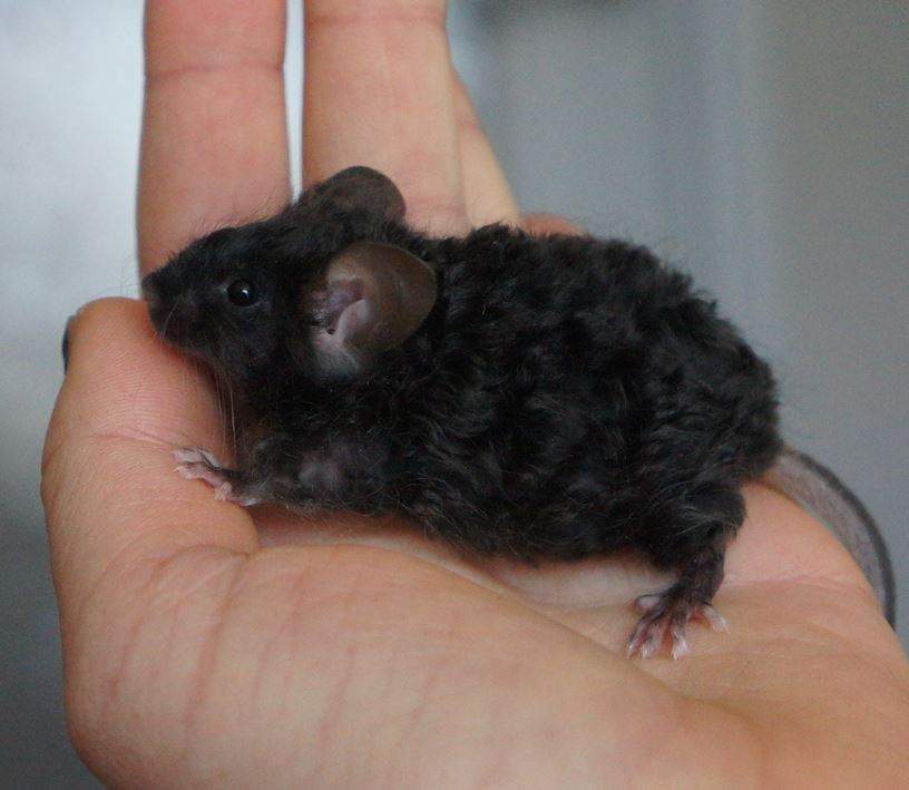 Fancy mouse Retired Mus musculus 