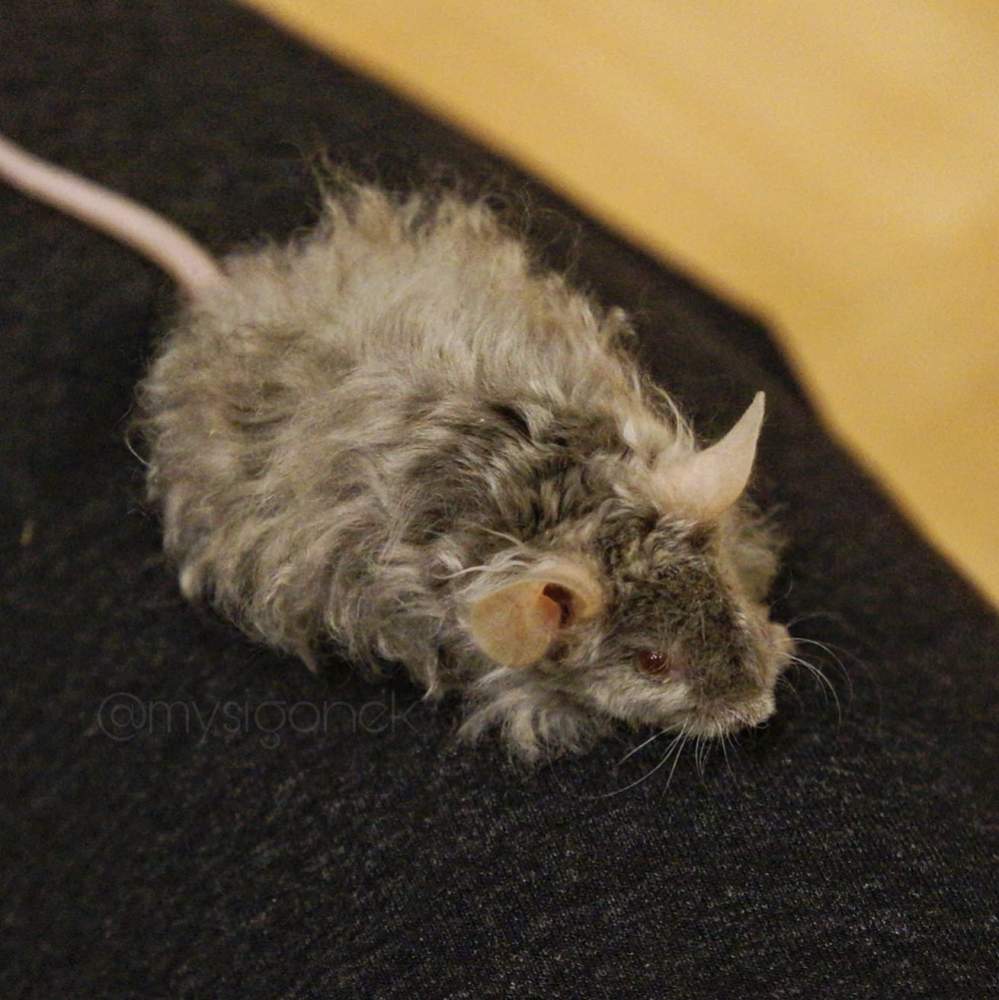 Fancy mouse Deceased Mus musculus 