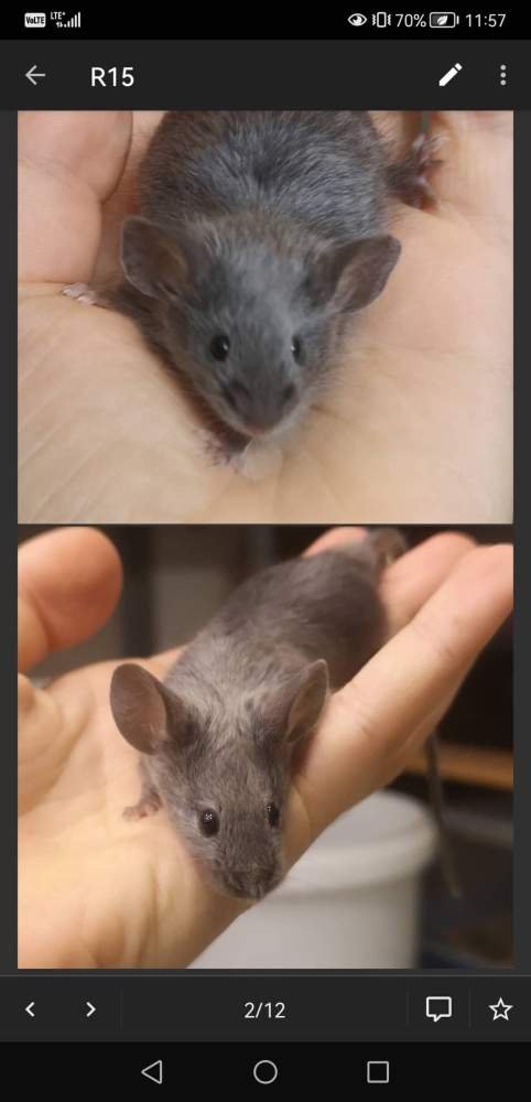 Fancy mouse Breeder Mus musculus 