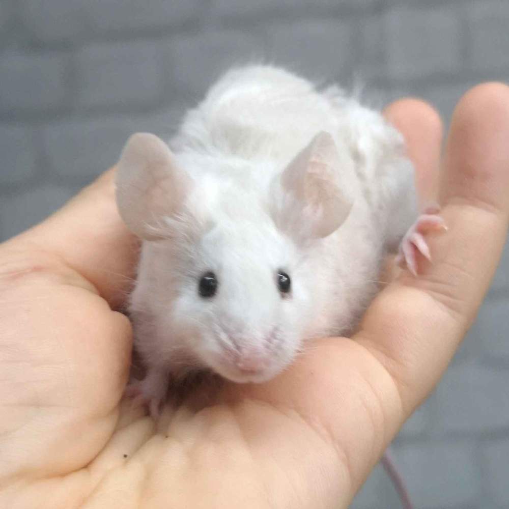 Fancy mouse Breeder Mus musculus 