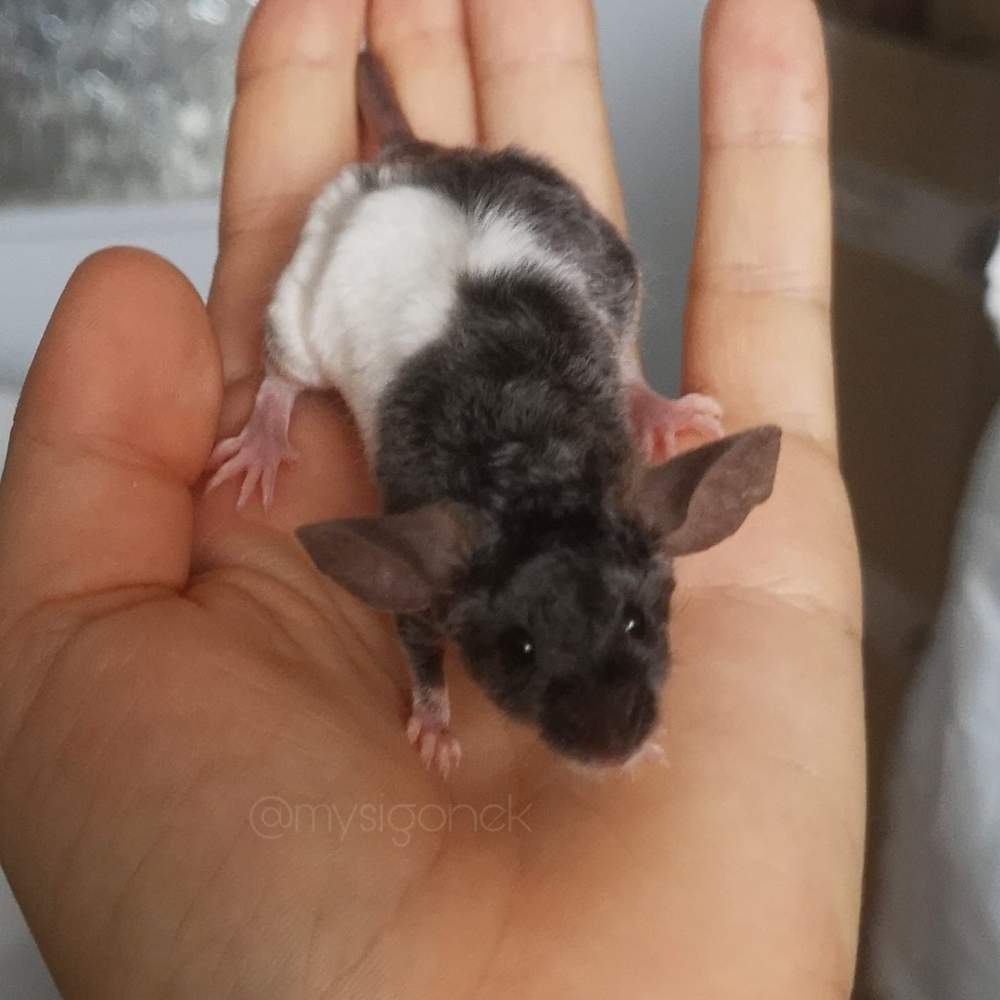 Fancy mouse Pet only Mus musculus 