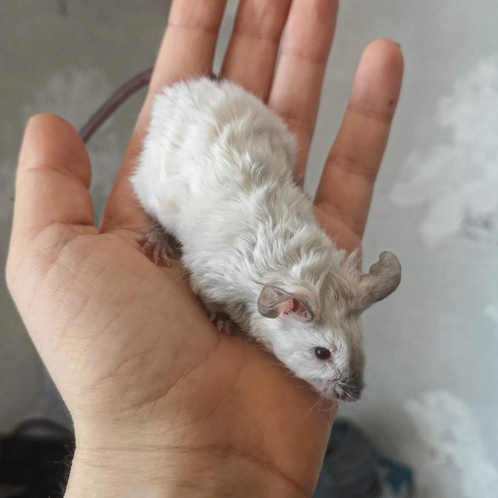 Fancy mouse Rehomed Mus musculus 