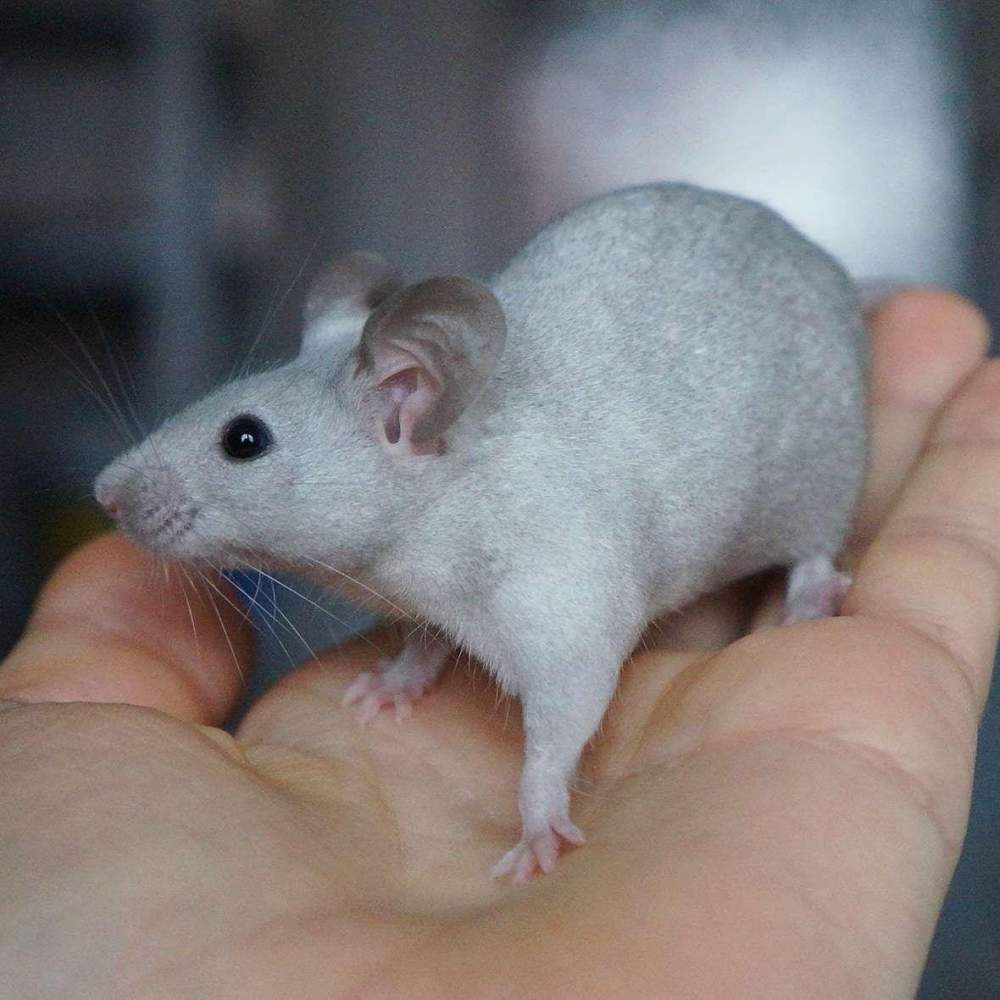 Fancy mouse Pet only Mus musculus 