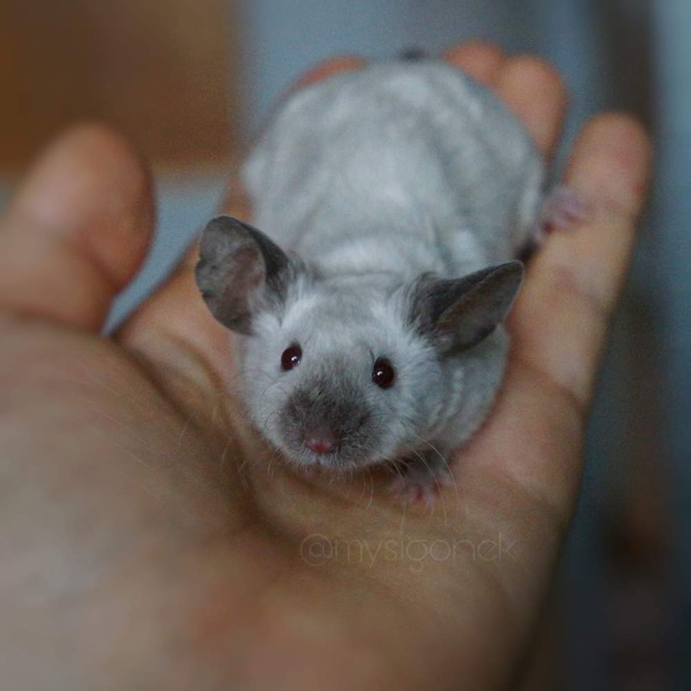 Fancy mouse Deceased Mus musculus 