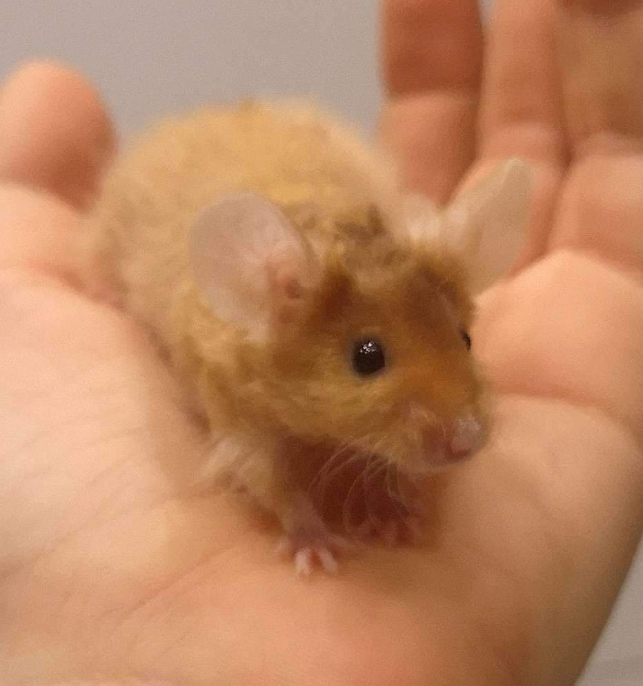 Fancy mouse Pet only Mus musculus 