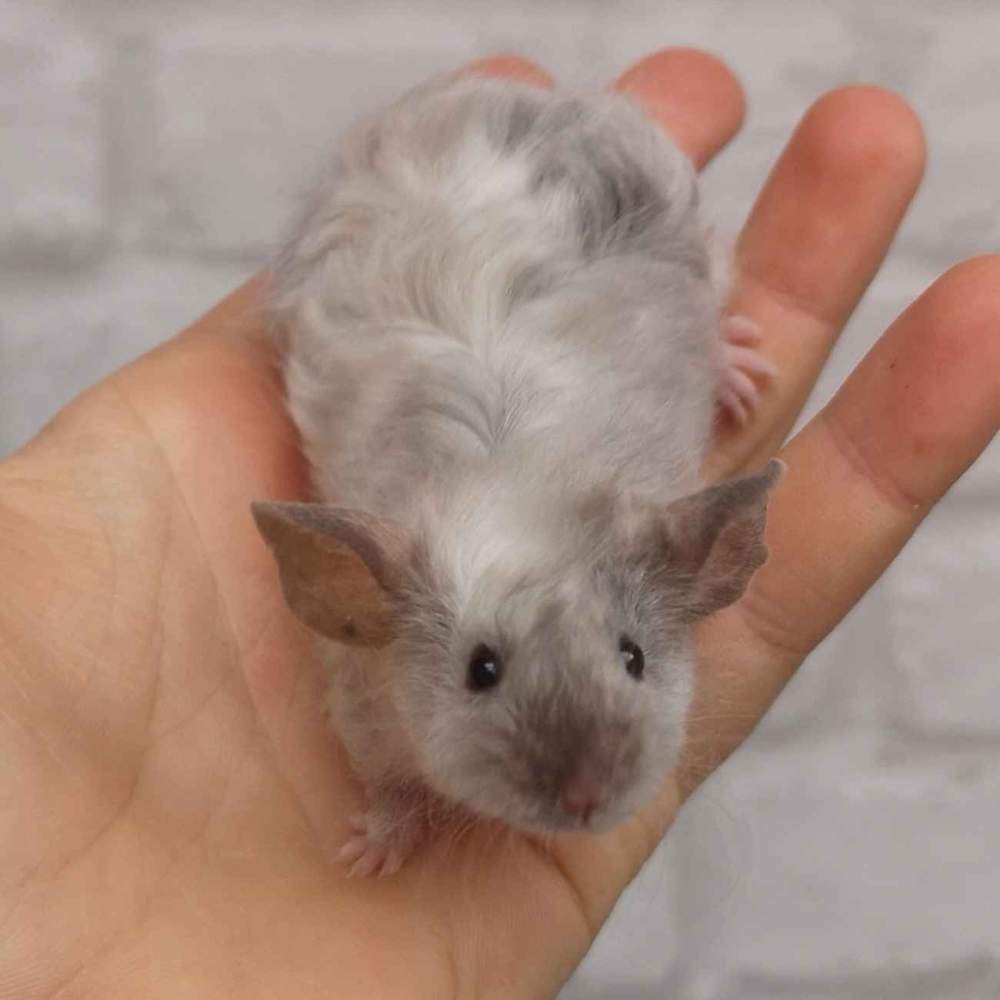 Fancy mouse Deceased Mus musculus 