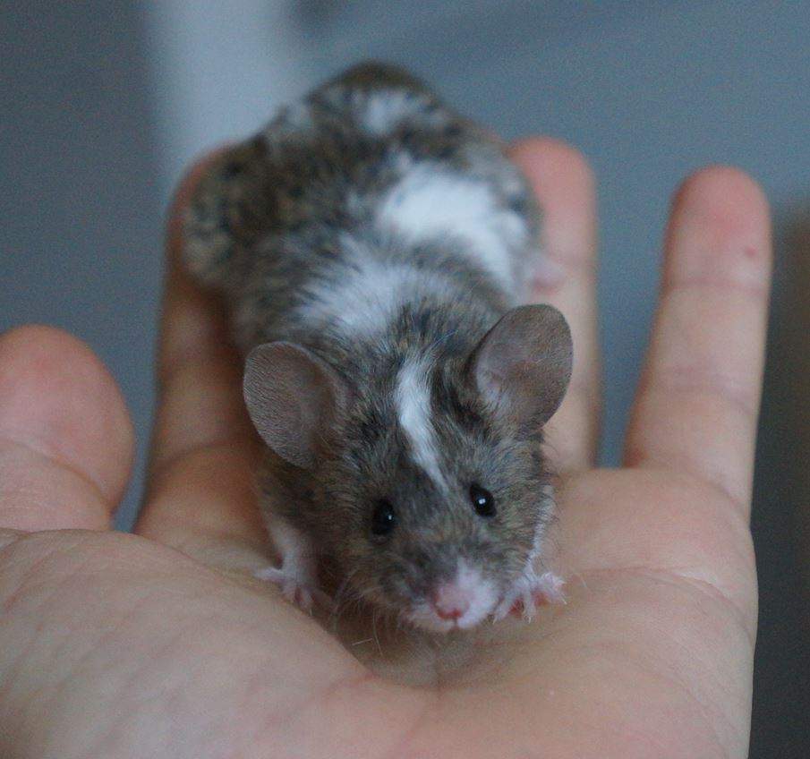 Fancy mouse Pet only Mus musculus 