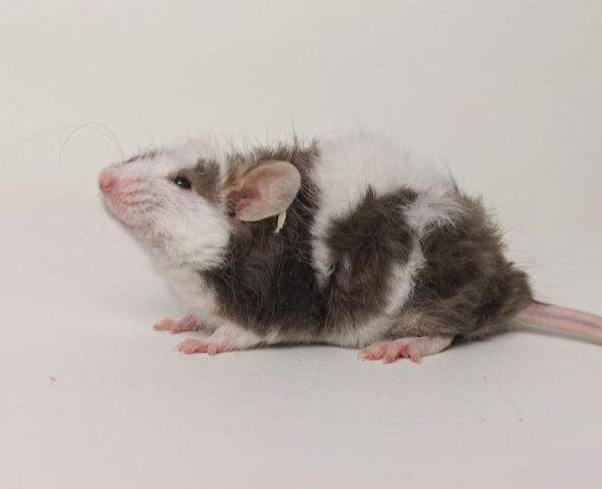 Fancy mouse Owned by other Mus musculus 