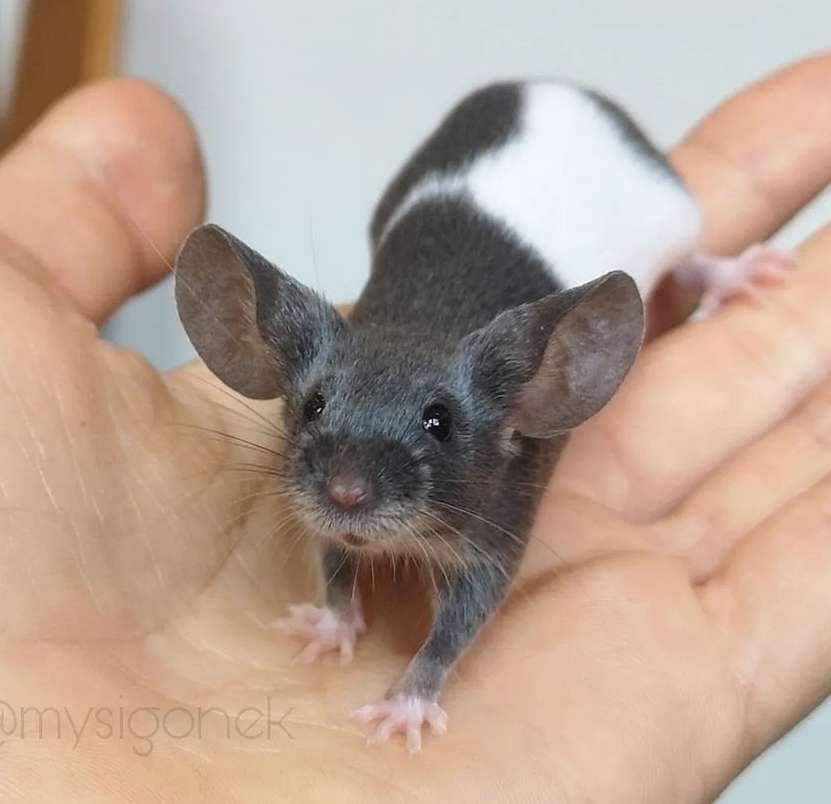 Fancy mouse Pet only Mus musculus 