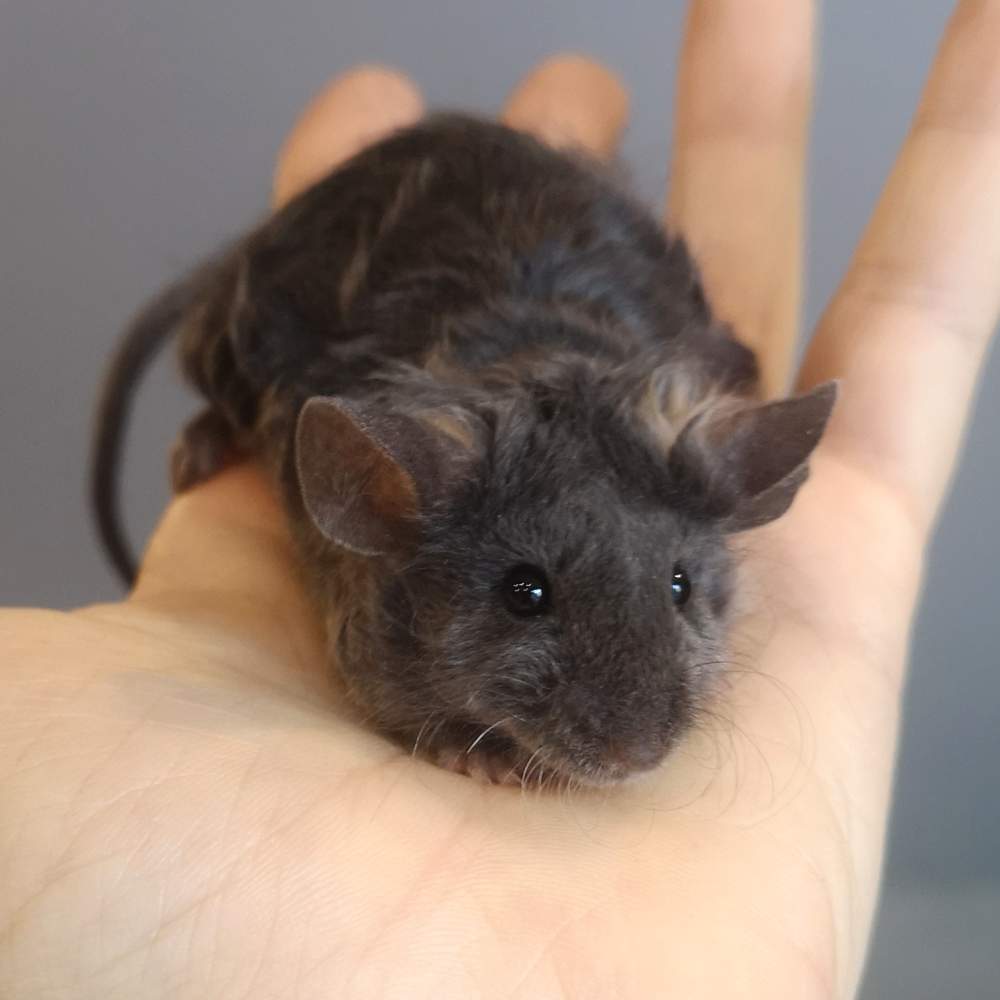 Fancy mouse Deceased Mus musculus 