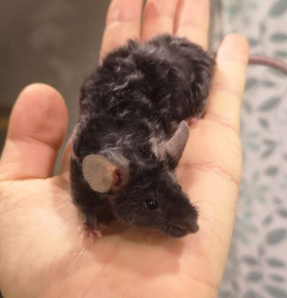 Fancy mouse Deceased Mus musculus 
