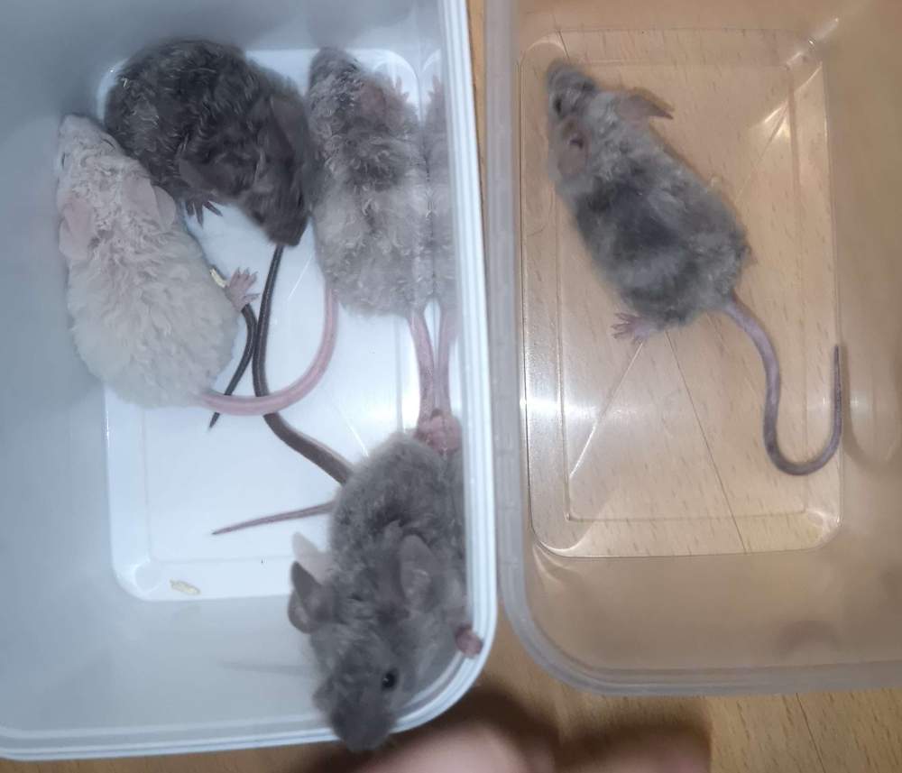 Fancy mouse Pet only Mus musculus 
