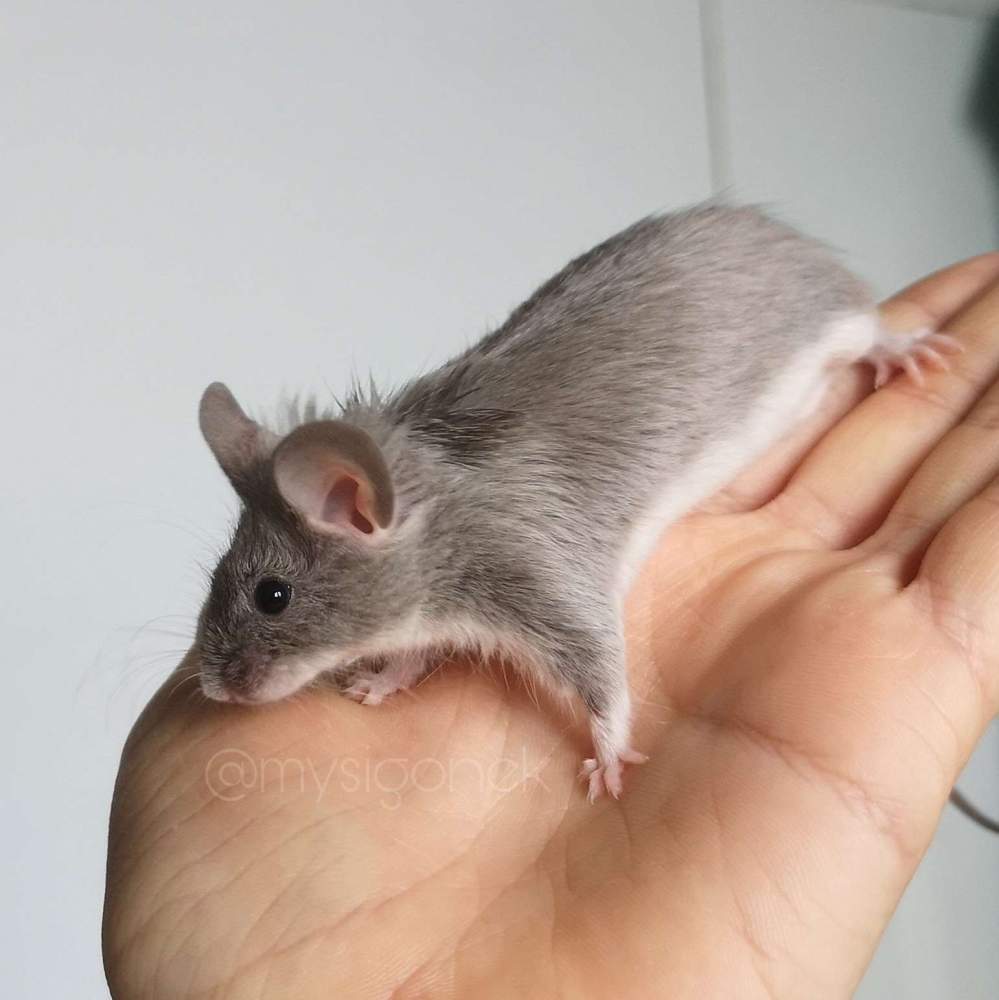 Fancy mouse Pet only Mus musculus 