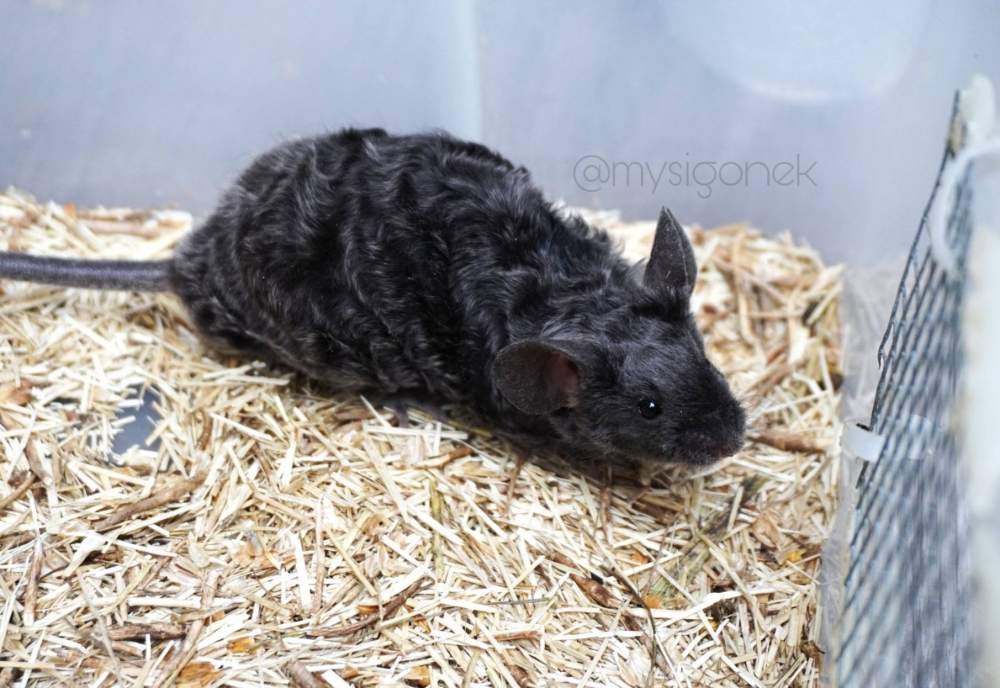 Fancy mouse Breeder Mus musculus 