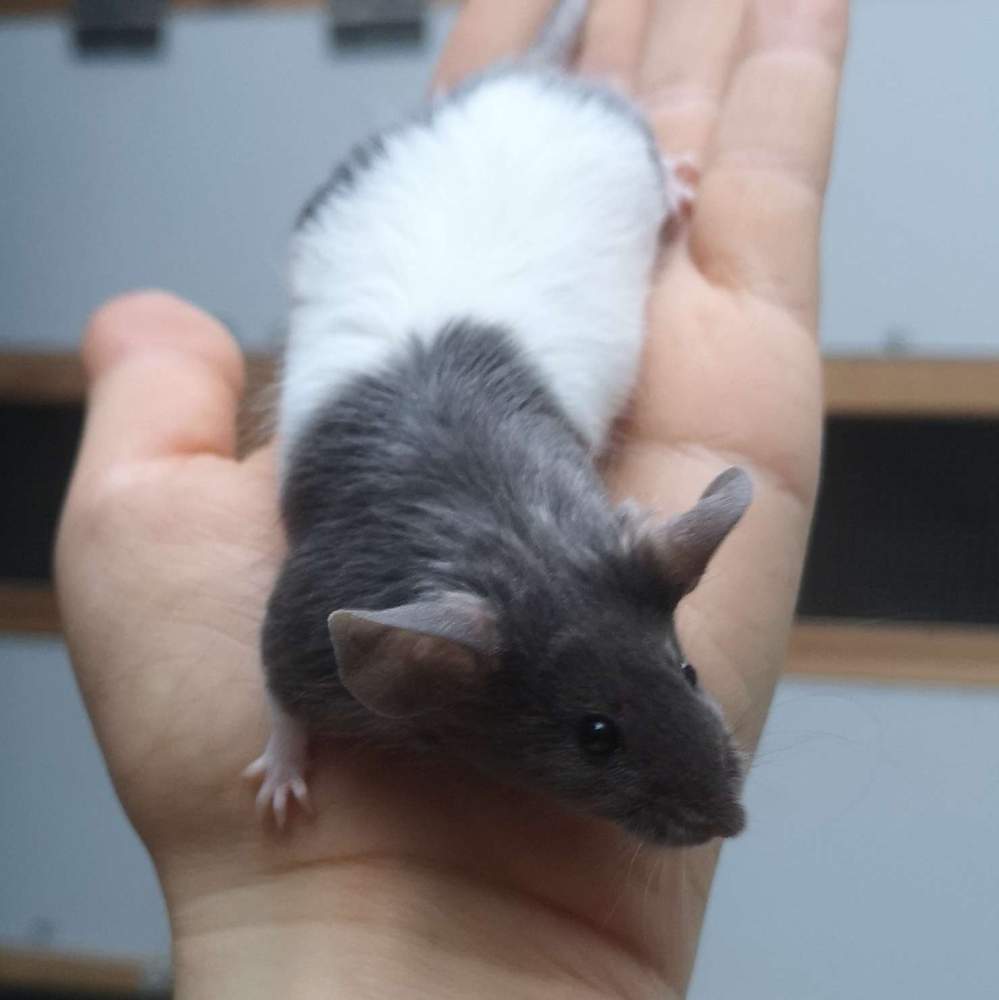 Fancy mouse Breeder Mus musculus 