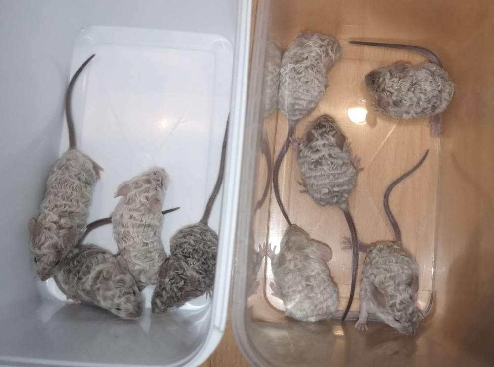 Fancy mouse Pet only Mus musculus 