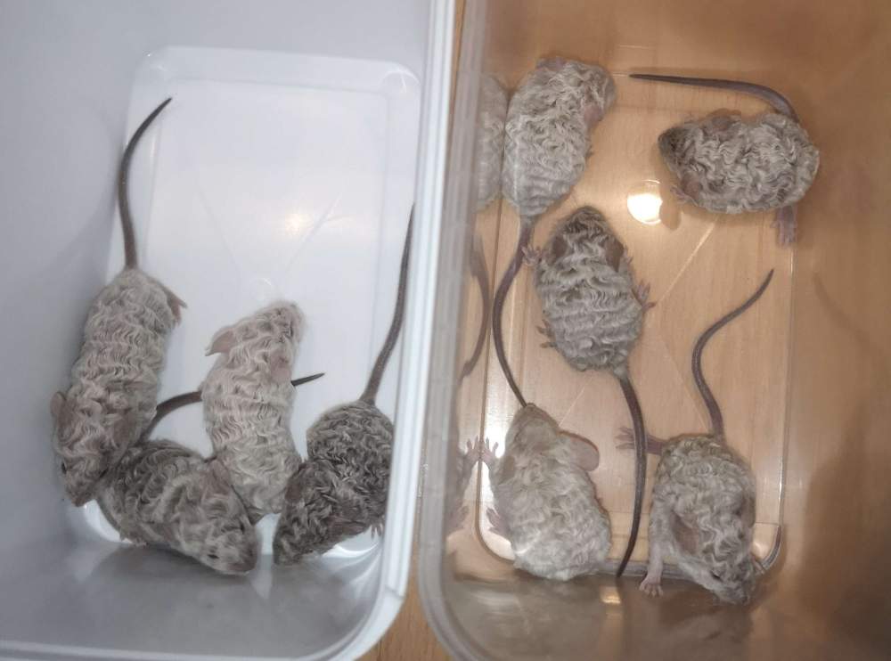 Fancy mouse Breeder Mus musculus 