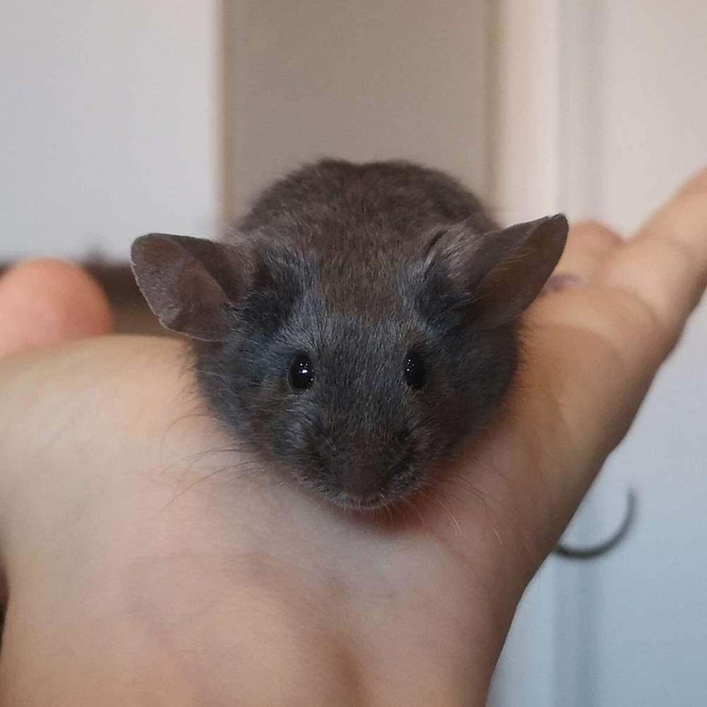 Fancy mouse Deceased Mus musculus 