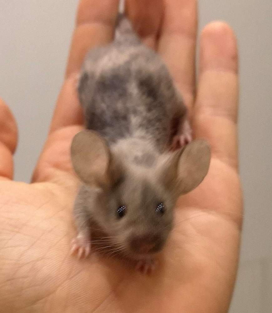 Fancy mouse Breeder Mus musculus 