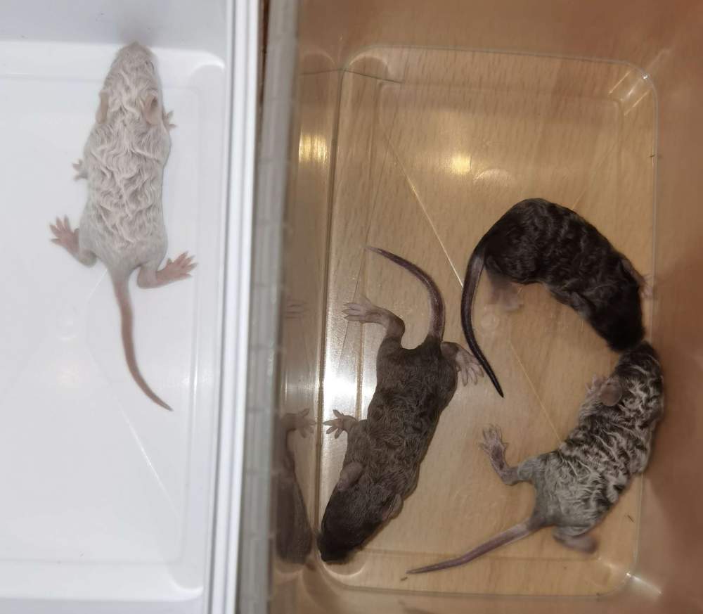 Fancy mouse Pet only Mus musculus 