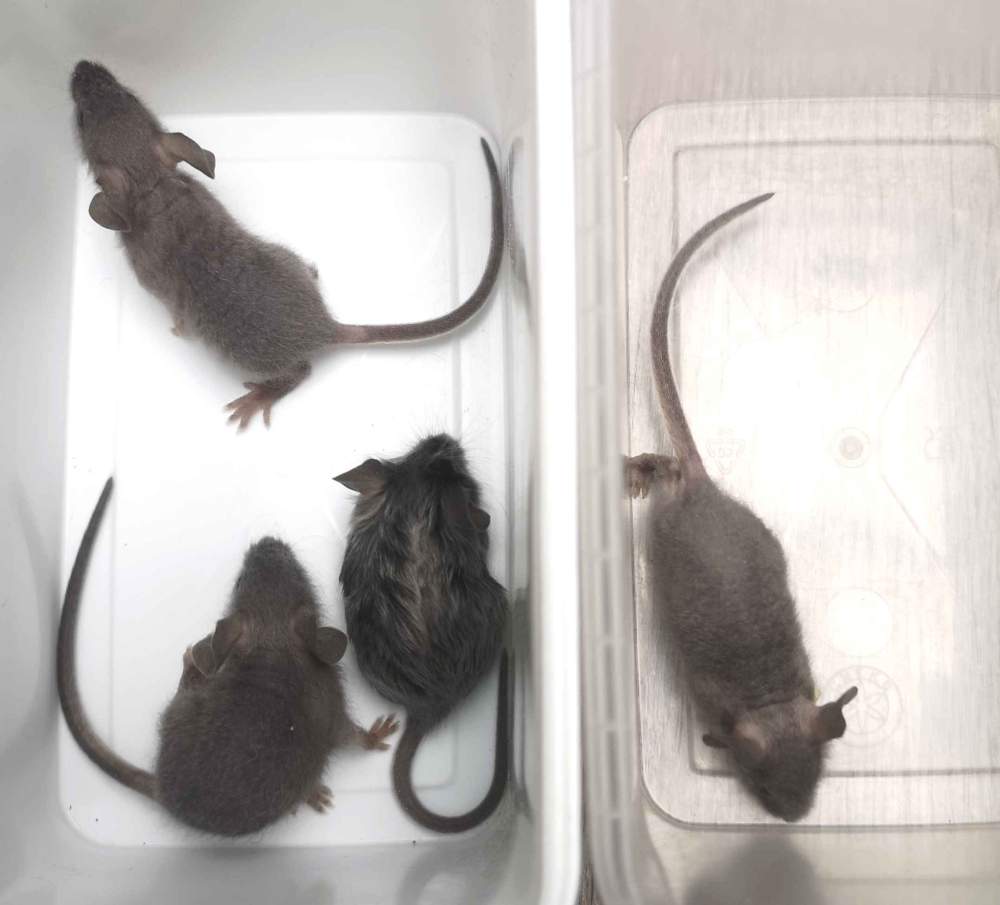Fancy mouse Pet only Mus musculus 