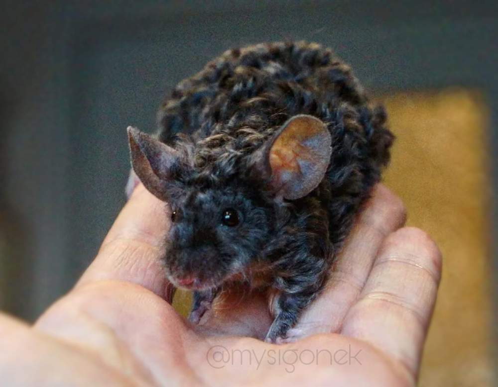 Fancy mouse Deceased Mus musculus 