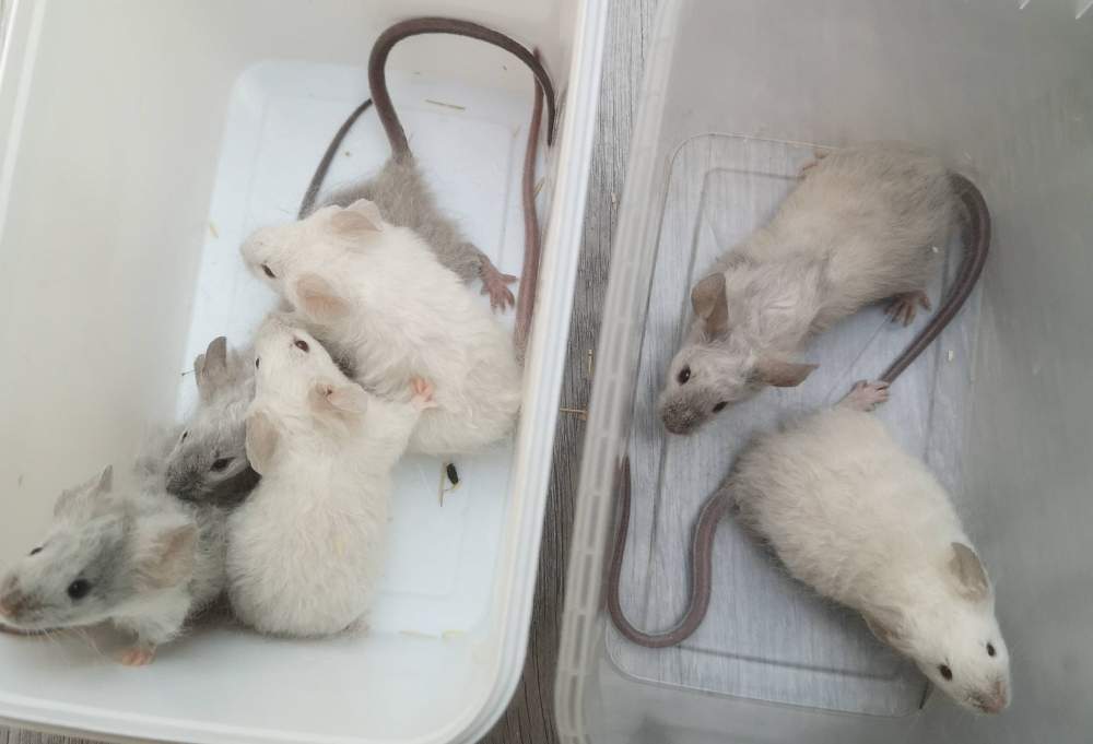 Fancy mouse Breeder Mus musculus 