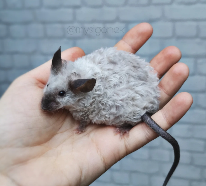 Fancy mouse Breeder Mus musculus 