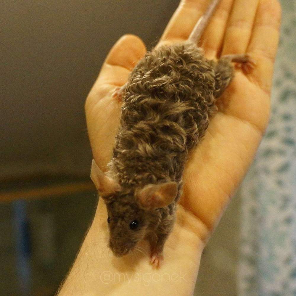 Fancy mouse Deceased Mus musculus 