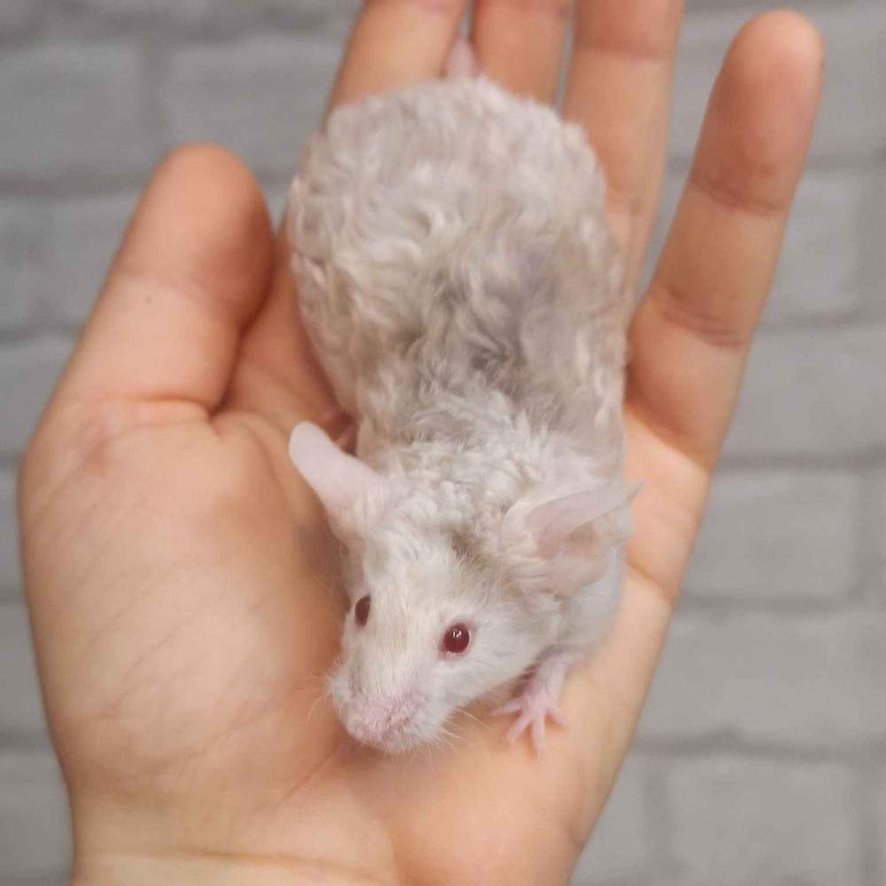 Fancy mouse Deceased Mus musculus 
