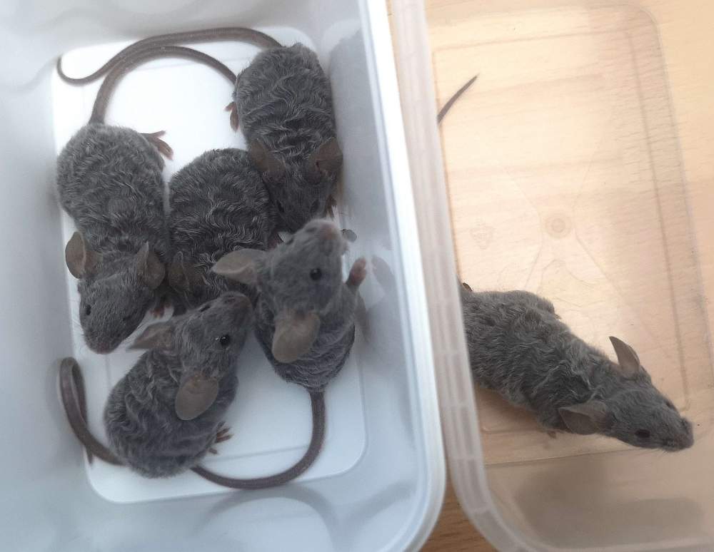 Fancy mouse Breeder Mus musculus 