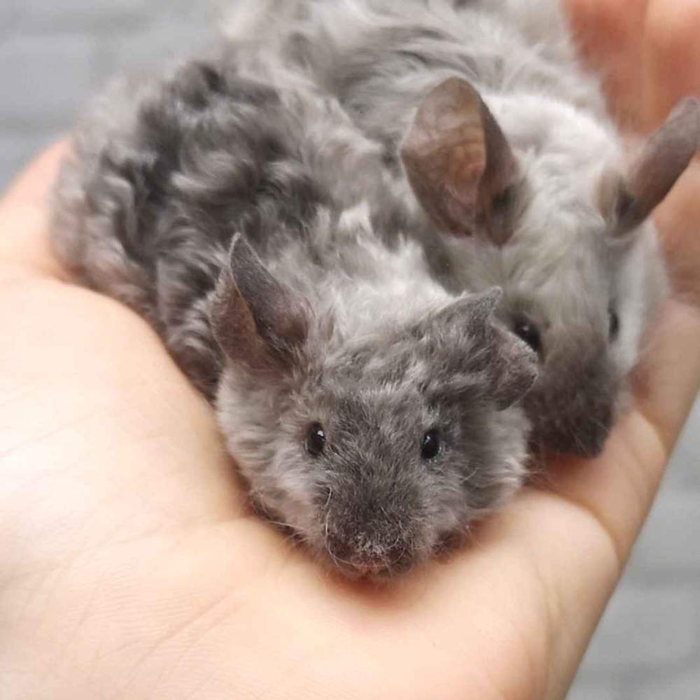 Fancy mouse Pet only Mus musculus 