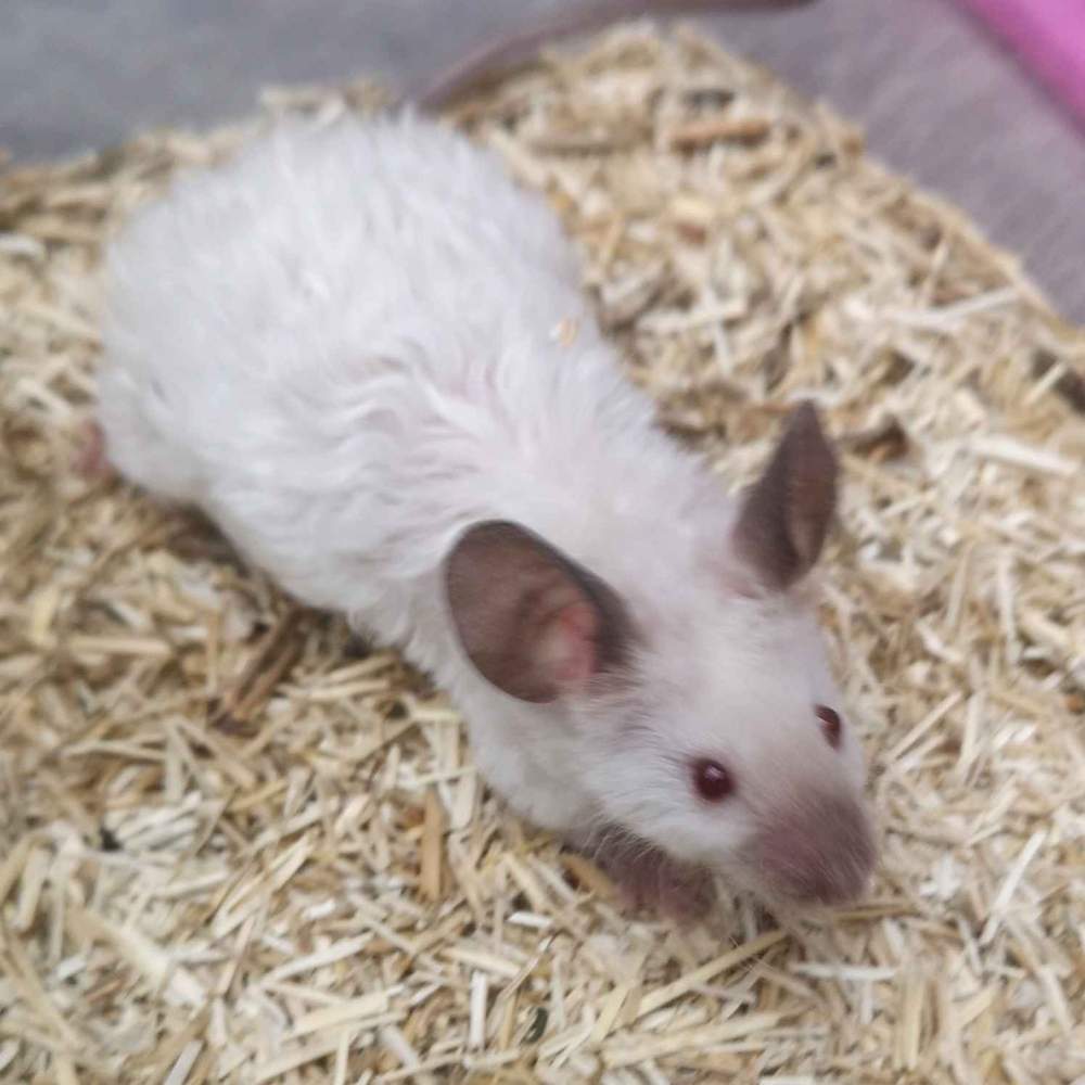 Fancy mouse Deceased Mus musculus 