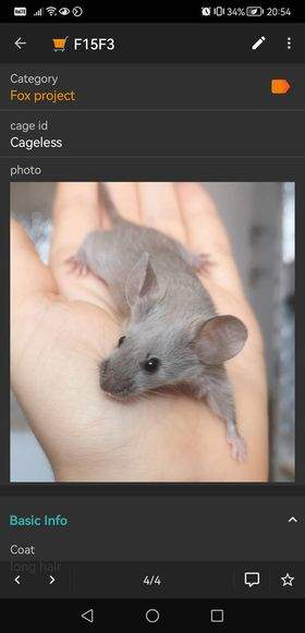 Fancy mouse Pet only Mus musculus 