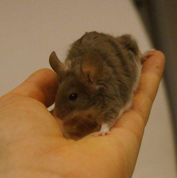Fancy mouse Retired Bebon #6769