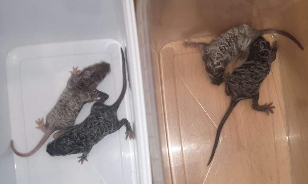Fancy mouse Pet only Mus musculus 