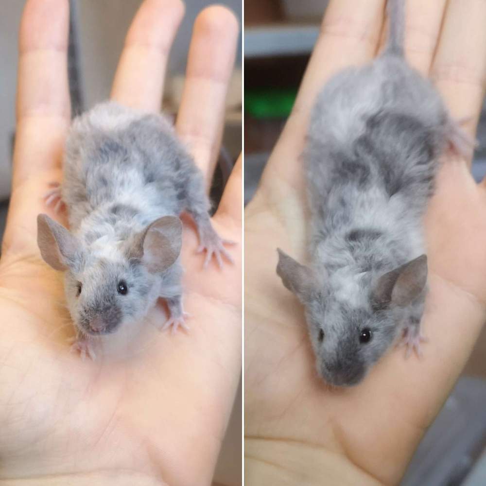 Fancy mouse Pet only Mus musculus 