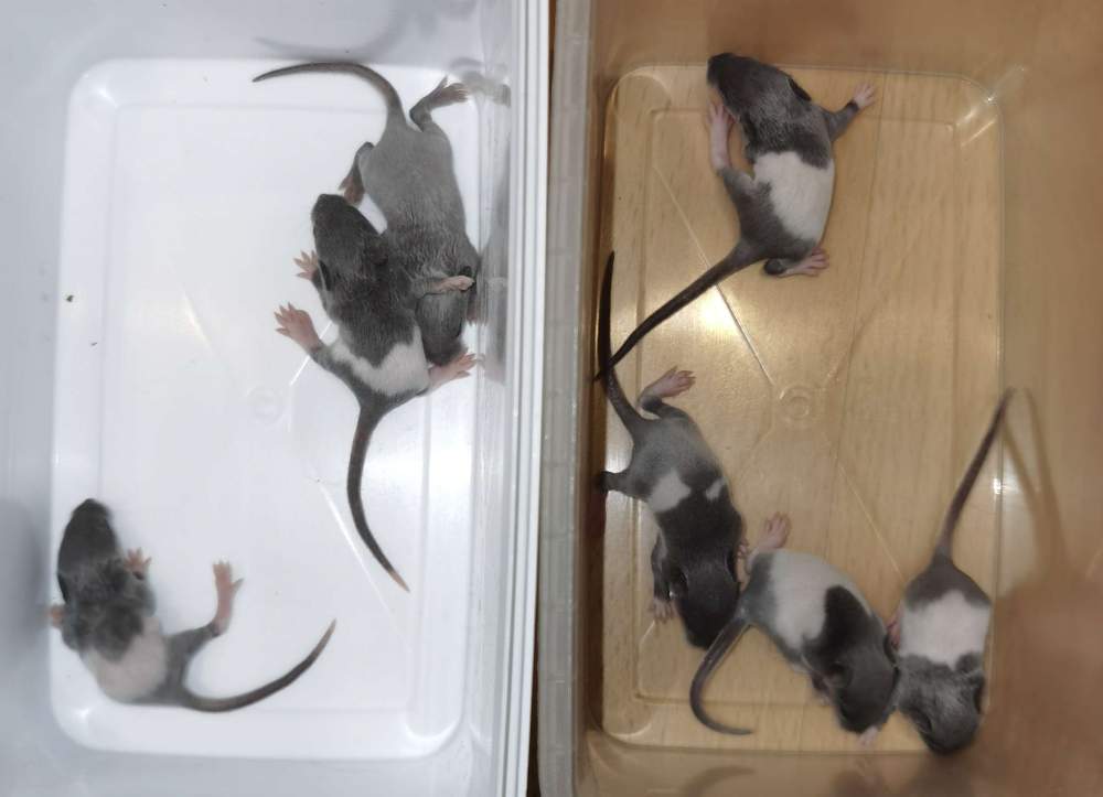 Fancy mouse Breeder Mus musculus 